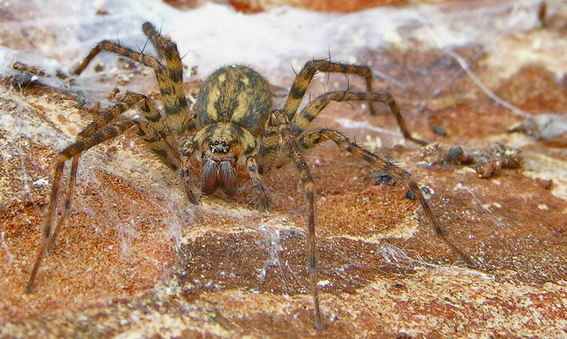 Amaurobius, Clubiona, Agelenidae (Tegenaria sp:?), Pisaura